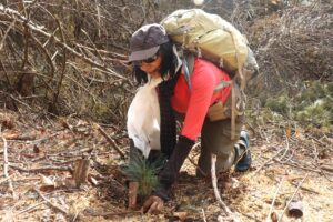 Premlata Agrawal / Himalayan Paths